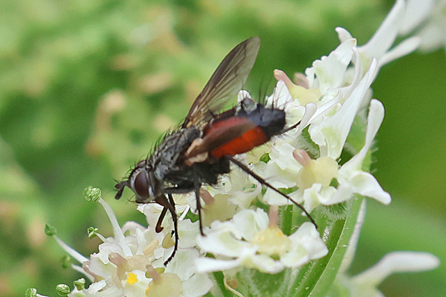 Eriothrix rufomaculatus